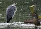 Filename=greyHeron_290809p.jpg
Filesize=261KB
Dimensions=1000x715
Date added=Sep 06, 2009 greyHeron_290809p.jpg