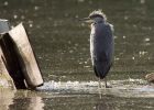 Filename=greyHeron_290809u.jpg
Filesize=275KB
Dimensions=1000x715
Date added=Sep 06, 2009 greyHeron_290809u.jpg