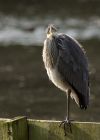 Filename=greyHeron_290809w.jpg
Filesize=202KB
Dimensions=643x900
Date added=Sep 06, 2009 greyHeron_290809w.jpg