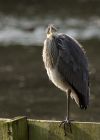 greyHeron_290809w.jpg