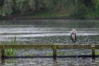 greyHeron_300511b.jpg