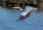 Filename=greyHeron_300810aa.jpg
Filesize=94KB
Dimensions=824x572
Date added=Sep 02, 2010 greyHeron_300810aa.jpg