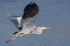 greyHeron_300911a.jpg