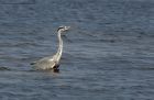 greyHeron_300913a.jpg