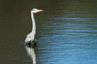 greyHeron_HB_230421a.jpg