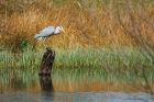 greyHeron_HB_230421d.jpg