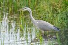 greyHeron_LM_0728_220817a.jpg