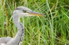 greyHeron_LM_0739_220817c.jpg