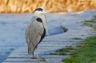 greyHeron_NBPT_090121a.jpg