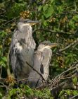 greyHerons_2005e.jpg