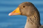 Filename=greyLag_200116a.jpg
Filesize=397KB
Dimensions=1200x800
Date added=Aug 21, 2016 greyLag_200116a.jpg