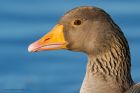 greyLag_200116a.jpg