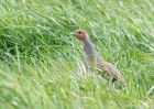 greyPartridge_070409b.jpg