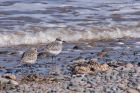 greyPlover_050412a.jpg