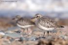 greyPlover_190312c.jpg