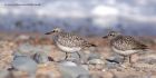 greyPlover_190312e.jpg