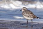 greyPlover_190312i.jpg