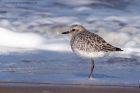 greyPlover_190312j.jpg