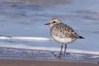 greyPlover_190312m.jpg