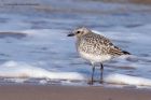 greyPlover_190312n.jpg