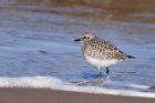 greyPlover_190312o.jpg