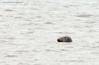 greySeal_031013c.jpg