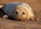 greySeal_111109e.jpg