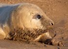 greySeal_111109g.jpg