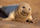 greySeal_111109i.jpg