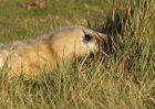 greySeal_111109m.jpg