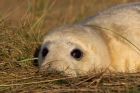 greySeal_111109s.jpg