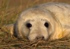 greySeal_111109t.jpg