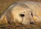 greySeal_111109u.jpg