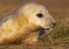 greySeal_111109w.jpg