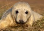 greySeal_111109zb.jpg