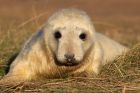 greySeal_111109zc.jpg