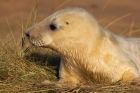 greySeal_111109zd.jpg