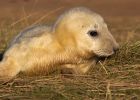 greySeal_111109zf.jpg