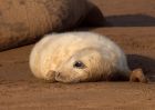 greySeal_111109zn.jpg