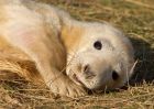 Filename=greySeal_111109zp.jpg
Filesize=213KB
Dimensions=1000x714
Date added=Nov 14, 2009 greySeal_111109zp.jpg