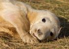 greySeal_111109zp.jpg