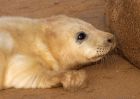 greySeal_111109zy.jpg