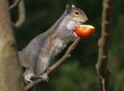 greySquirrel_0104a.jpg