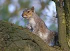 greySquirrel_1404a.jpg