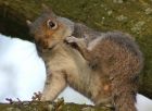 greySquirrel_1404b.jpg