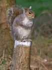 greySquirrel_1404d.jpg