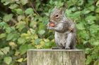 greySquirrel_141014a.jpg