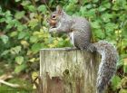 greySquirrel_141014e.jpg