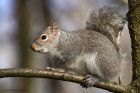 greySquirrel_220214a.jpg