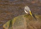 greyWagtail_050309c.jpg